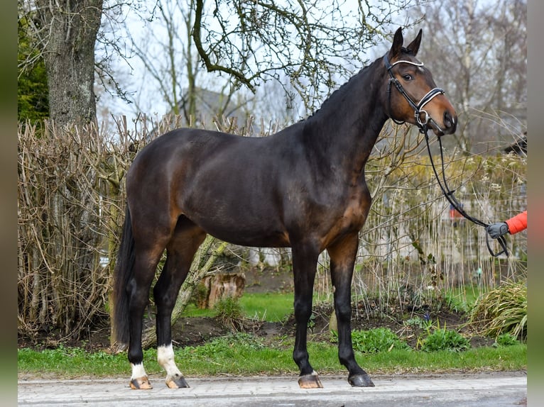 Oldenburger Merrie 3 Jaar 162 cm Donkerbruin in Großsolt