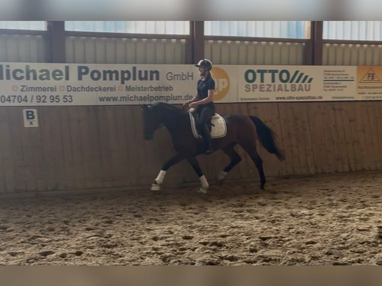 Oldenburger Merrie 3 Jaar 162 cm Donkerbruin in Langen