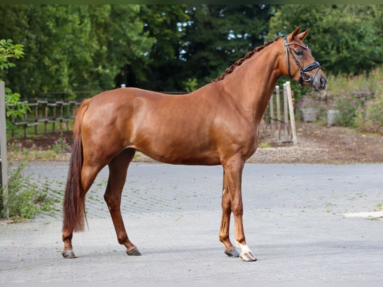 Oldenburger Merrie 3 Jaar 162 cm Donkere-vos in Lienen