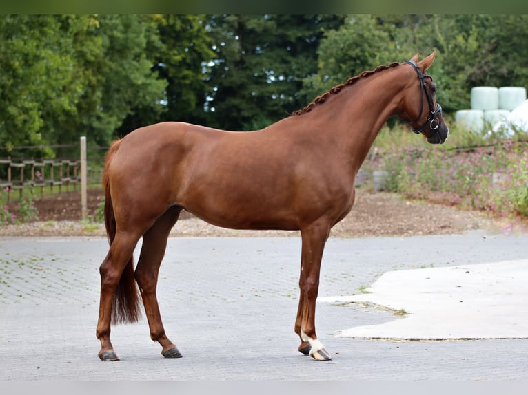 Oldenburger Merrie 3 Jaar 162 cm Donkere-vos in Lienen