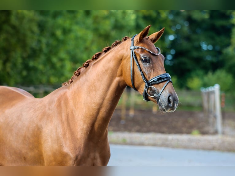 Oldenburger Merrie 3 Jaar 162 cm Donkere-vos in Lienen
