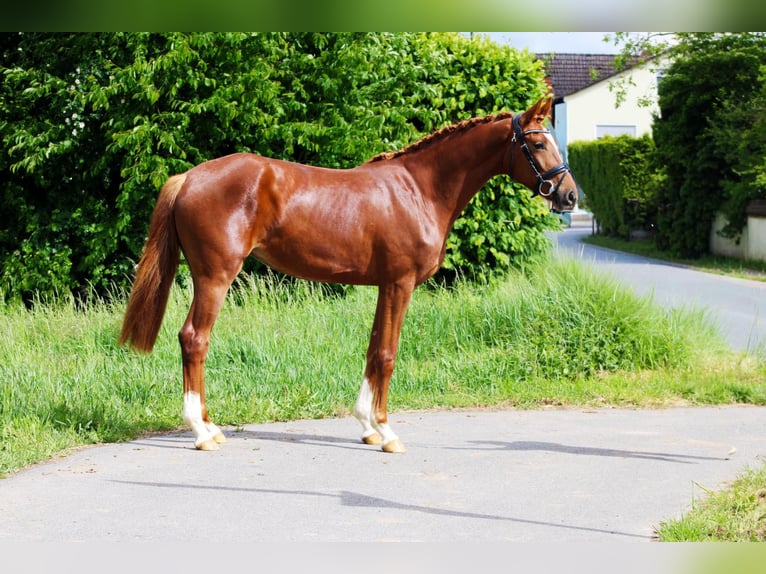 Oldenburger Merrie 3 Jaar 162 cm Vos in Weiterstadt