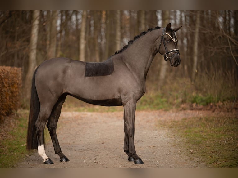 Oldenburger Merrie 3 Jaar 162 cm Zwartbruin in Wehringen