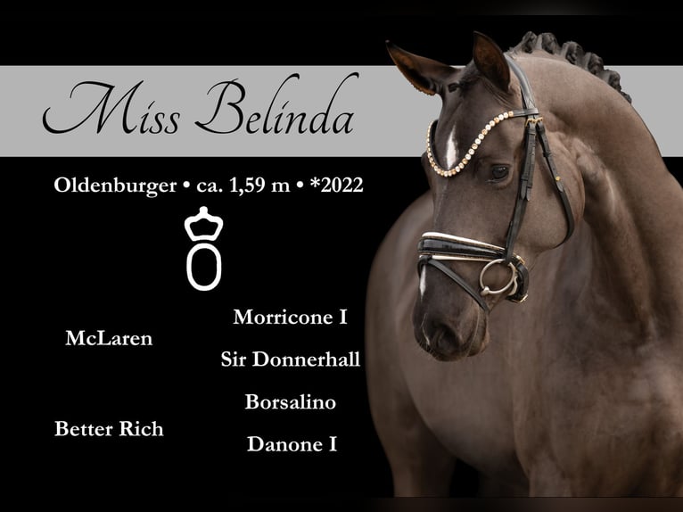 Oldenburger Merrie 3 Jaar 162 cm Zwartbruin in Wehringen