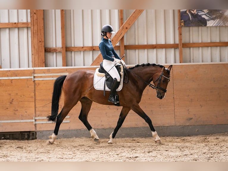 Oldenburger Merrie 3 Jaar 163 cm Bruin in Stolberg (Rheinland)