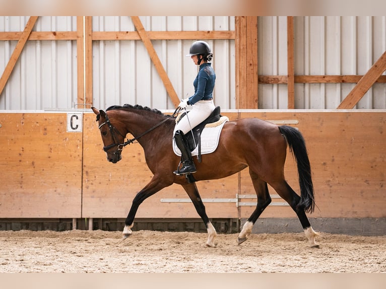 Oldenburger Merrie 3 Jaar 163 cm Bruin in Stolberg (Rheinland)