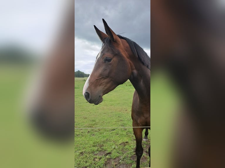 Oldenburger Merrie 3 Jaar 163 cm Bruin in Varel