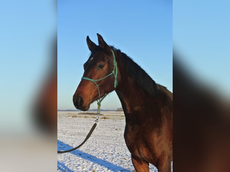 Oldenburger Merrie 3 Jaar 163 cm Bruin in Groß siehharts