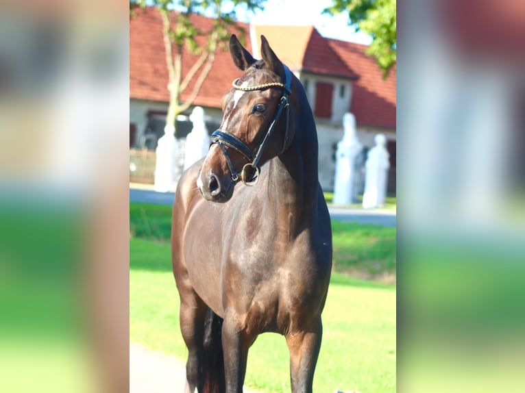 Oldenburger Merrie 3 Jaar 163 cm Donkerbruin in Berne
