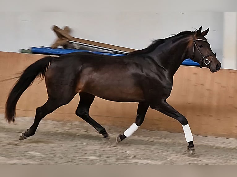 Oldenburger Merrie 3 Jaar 163 cm Donkerbruin in Lindern (Oldenburg)