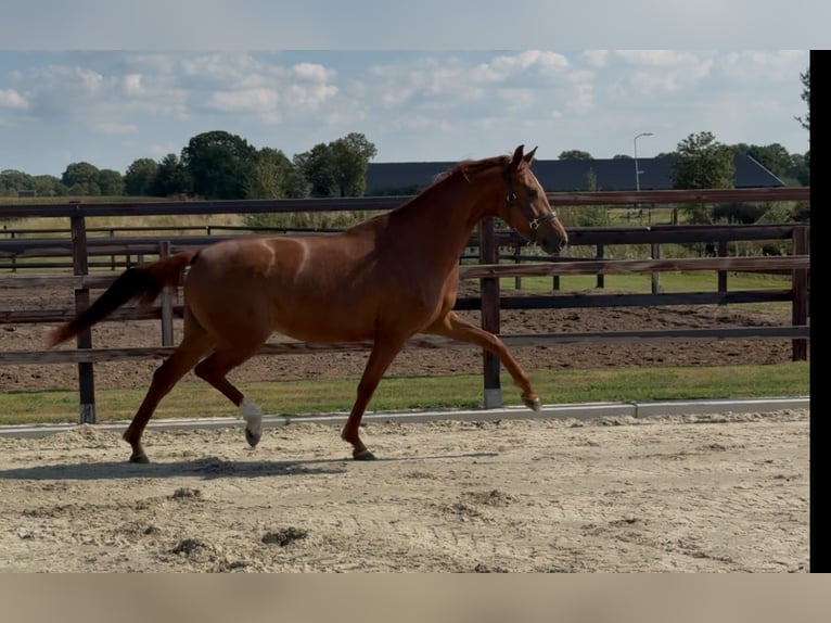 Oldenburger Merrie 3 Jaar 163 cm Donkere-vos in Zieuwent