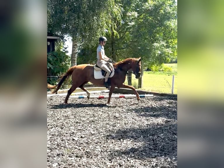 Oldenburger Merrie 3 Jaar 163 cm Vos in Nauen