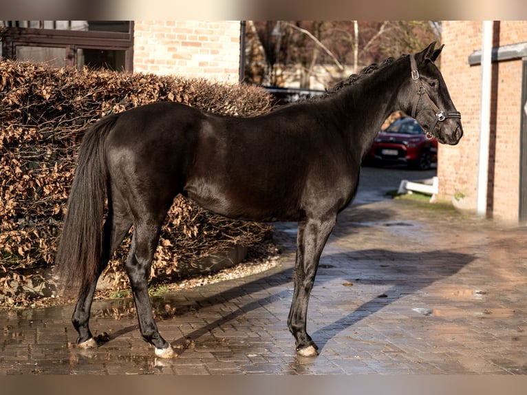 Oldenburger Merrie 3 Jaar 164 cm Zwart in Berlin