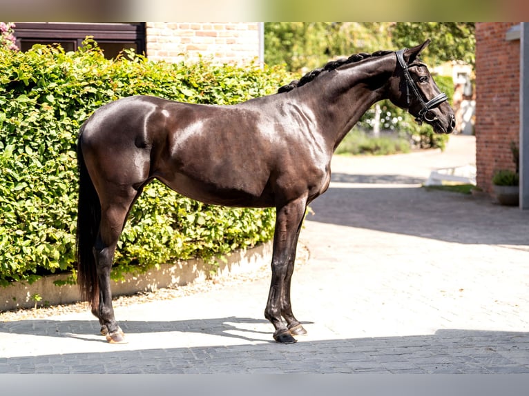 Oldenburger Merrie 3 Jaar 164 cm Zwart in Berlin