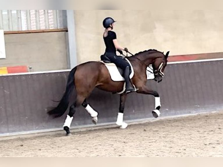 Oldenburger Merrie 3 Jaar 165 cm Bruin in Stramproy