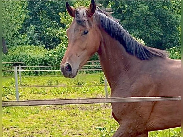 Oldenburger Merrie 3 Jaar 165 cm Bruin in Stramproy