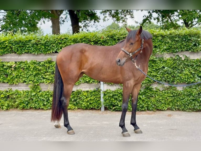Oldenburger Merrie 3 Jaar 165 cm Bruin in Stramproy