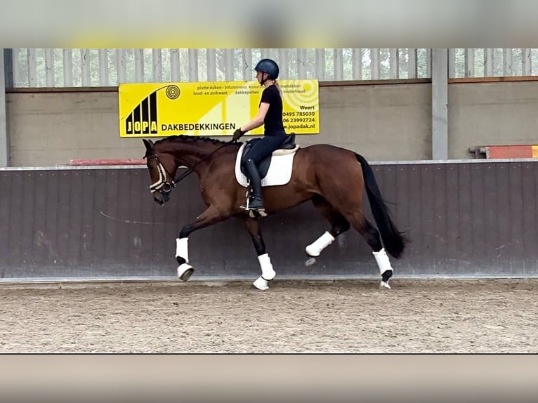 Oldenburger Merrie 3 Jaar 165 cm Bruin in Stramproy