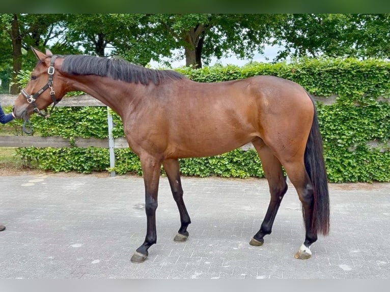 Oldenburger Merrie 3 Jaar 165 cm Bruin in Stramproy