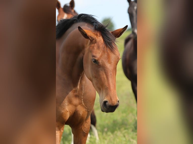 Oldenburger Merrie 3 Jaar 165 cm Bruin in L&#xFC;nne