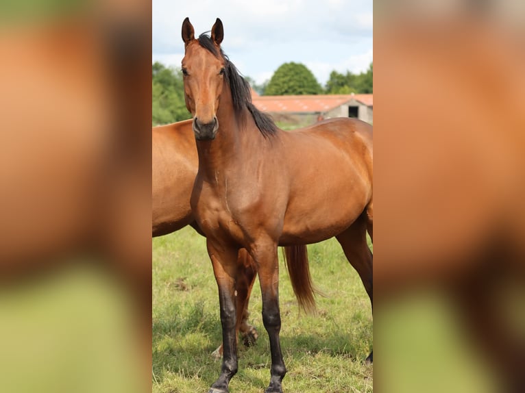 Oldenburger Merrie 3 Jaar 165 cm Bruin in L&#xFC;nne