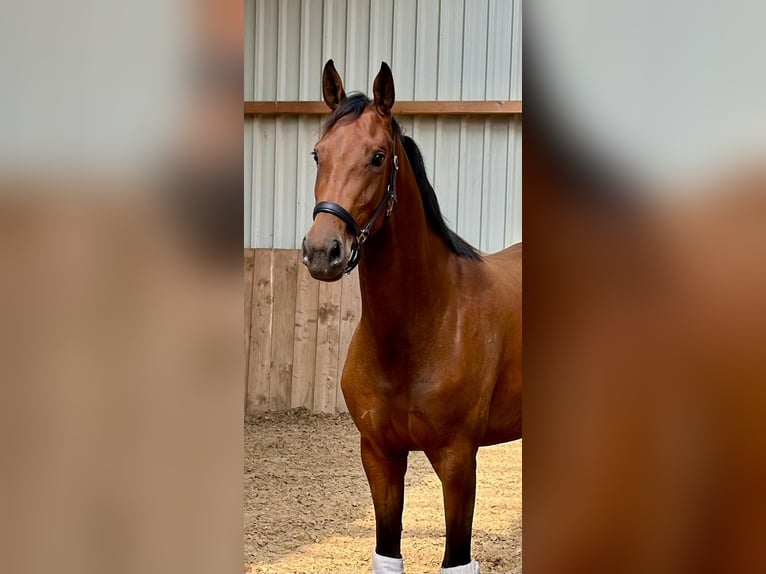 Oldenburger Merrie 3 Jaar 165 cm Bruin in L&#xFC;nne