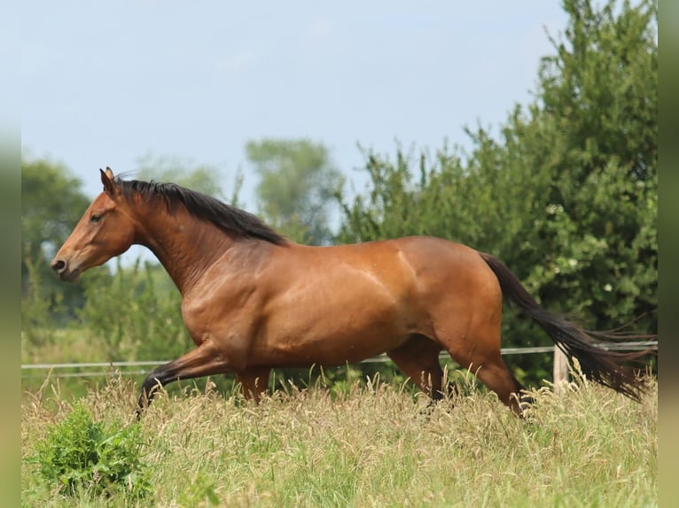 Oldenburger Merrie 3 Jaar 165 cm Bruin in L&#xFC;nne