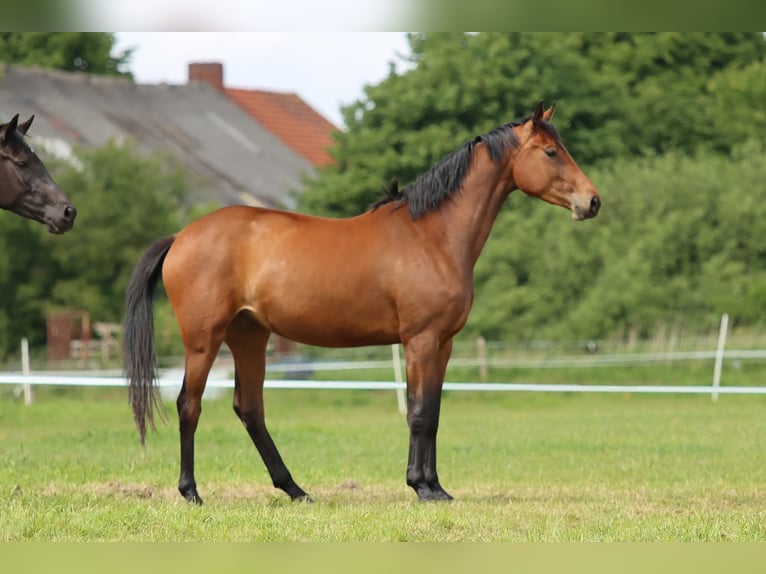 Oldenburger Merrie 3 Jaar 165 cm Bruin in L&#xFC;nne