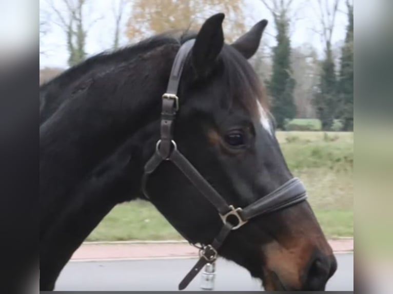 Oldenburger Merrie 3 Jaar 165 cm Donkerbruin in Bakum