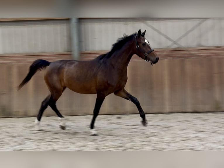 Oldenburger Merrie 3 Jaar 165 cm Donkerbruin in Zieuwent