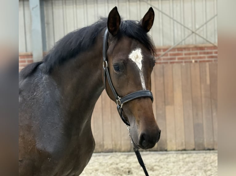 Oldenburger Merrie 3 Jaar 165 cm Donkerbruin in Zieuwent