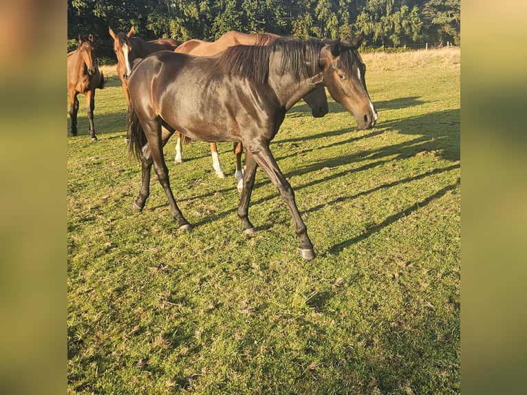 Oldenburger Merrie 3 Jaar 165 cm Donkerbruin in Uetze