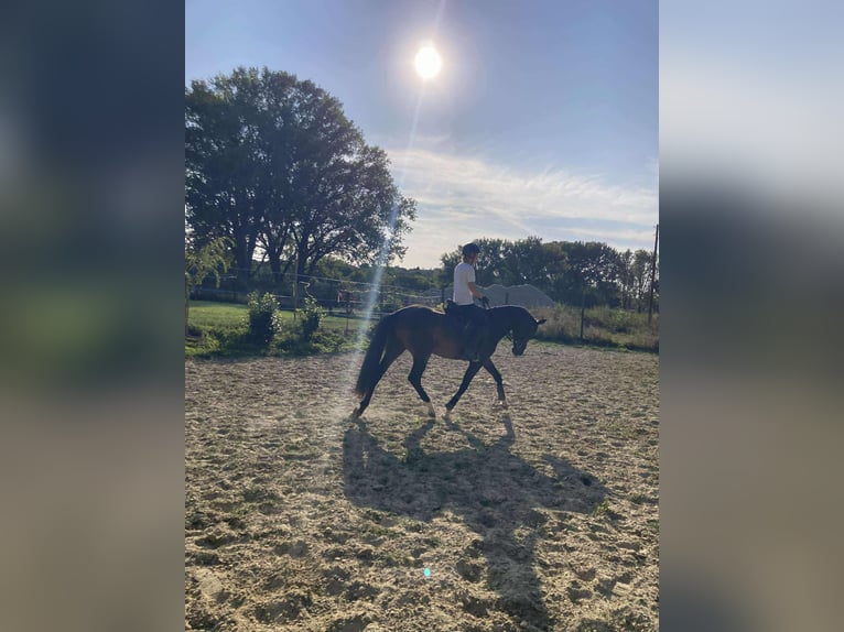 Oldenburger Merrie 3 Jaar 165 cm Donkerbruin in Zs&#xE1;mb&#xE9;k