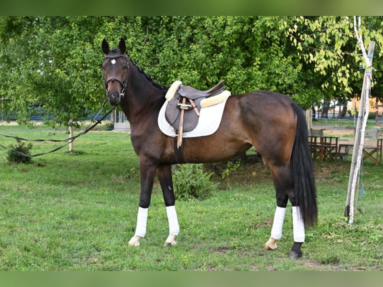Oldenburger Merrie 3 Jaar 165 cm Donkerbruin in Zs&#xE1;mb&#xE9;k