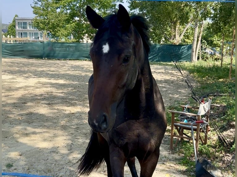 Oldenburger Merrie 3 Jaar 165 cm Donkerbruin in Zs&#xE1;mb&#xE9;k