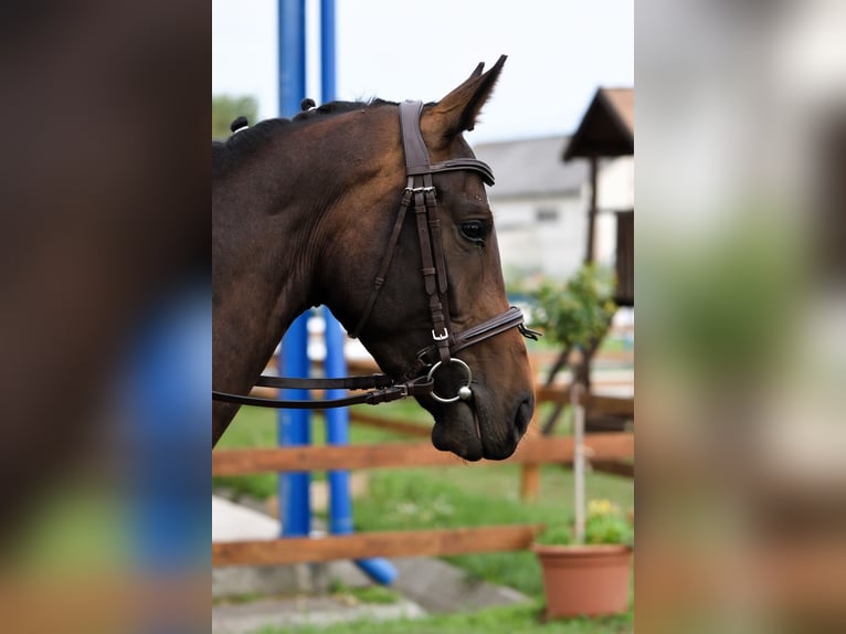 Oldenburger Merrie 3 Jaar 165 cm Donkerbruin in Zs&#xE1;mb&#xE9;k