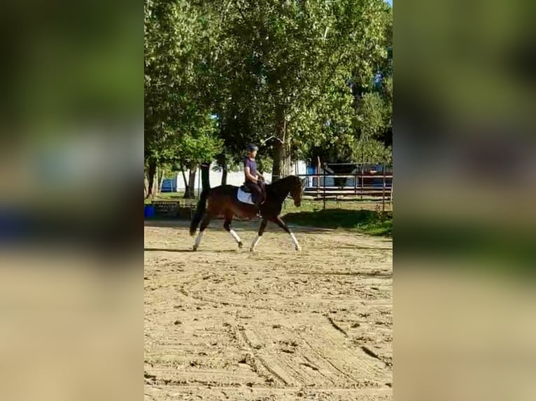 Oldenburger Merrie 3 Jaar 165 cm Donkerbruin in Zs&#xE1;mb&#xE9;k
