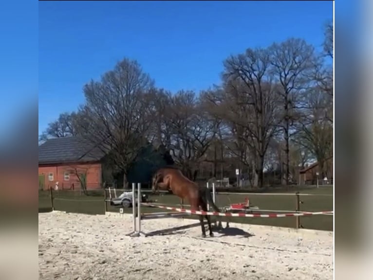 Oldenburger Merrie 3 Jaar 165 cm Donkerbruin in Stöckse