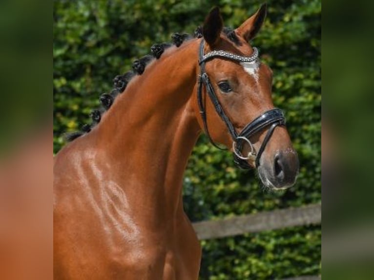 Oldenburger Merrie 3 Jaar 165 cm in Beuningen Gld