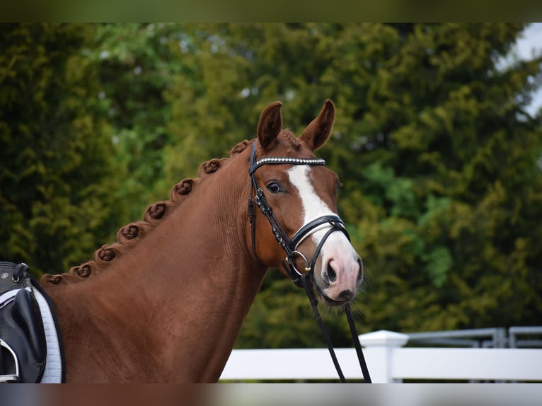 Oldenburger Merrie 3 Jaar 165 cm Vos in Dätgen