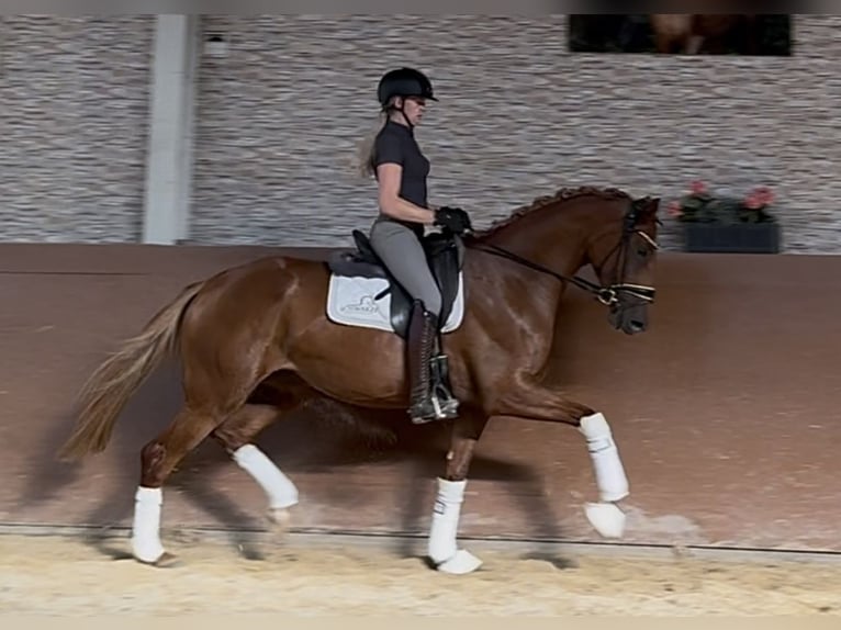 Oldenburger Merrie 3 Jaar 165 cm Vos in Wehringen