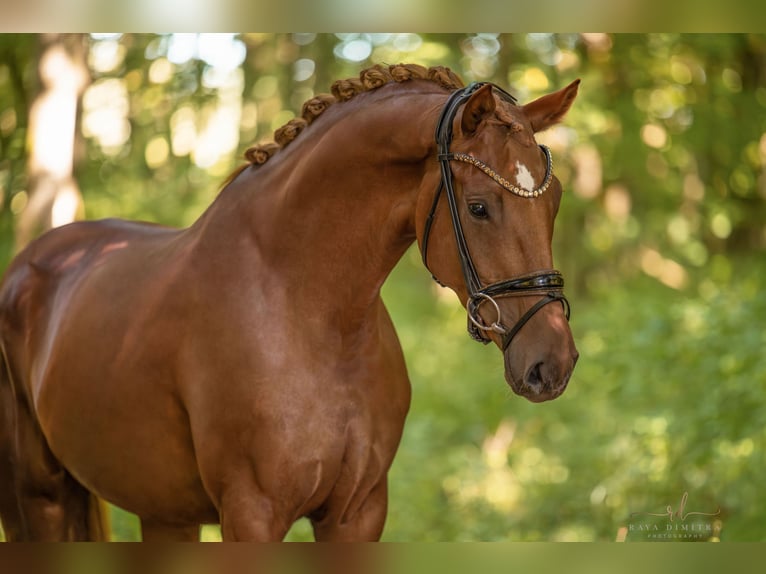 Oldenburger Merrie 3 Jaar 165 cm Vos in Wehringen