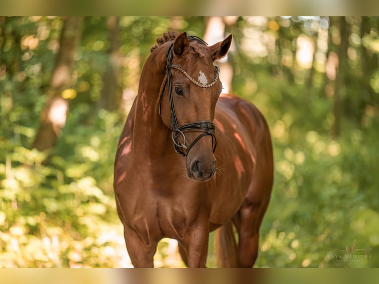 Oldenburger Merrie 3 Jaar 165 cm Vos in Wehringen