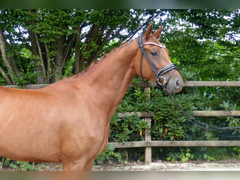 Oldenburger Merrie 3 Jaar 165 cm Vos in Drantum