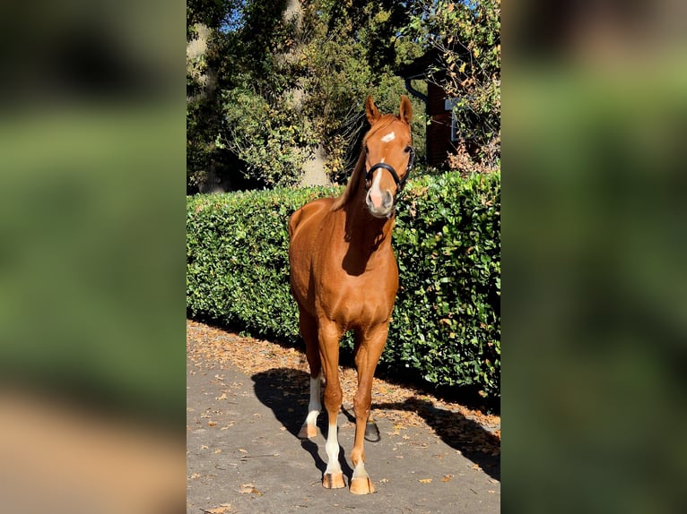 Oldenburger Merrie 3 Jaar 165 cm Vos in Visbek