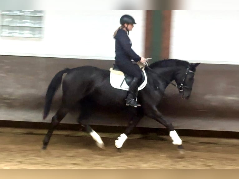 Oldenburger Merrie 3 Jaar 165 cm Zwart in Bramsche