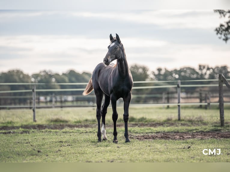 Oldenburger Merrie 3 Jaar 165 cm Zwartbruin in Versmold