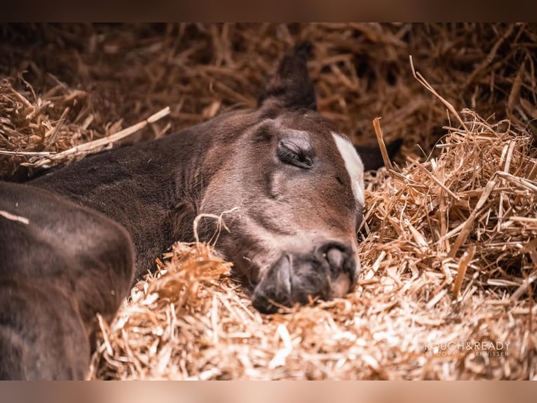 Oldenburger Merrie 3 Jaar 165 cm Zwartbruin in Versmold