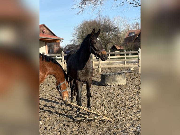 Oldenburger Merrie 3 Jaar 166 cm Donkerbruin in Barver