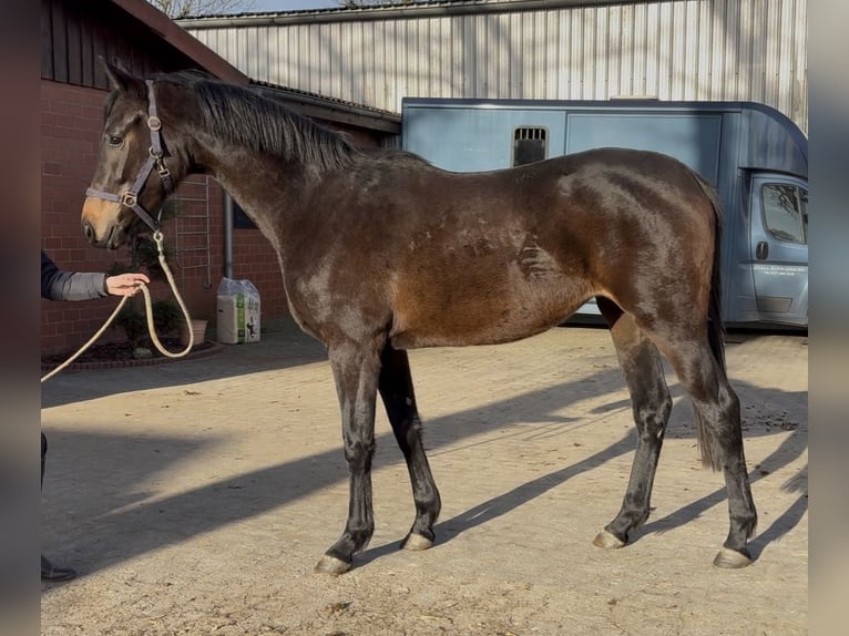 Oldenburger Merrie 3 Jaar 166 cm Donkerbruin in Barver